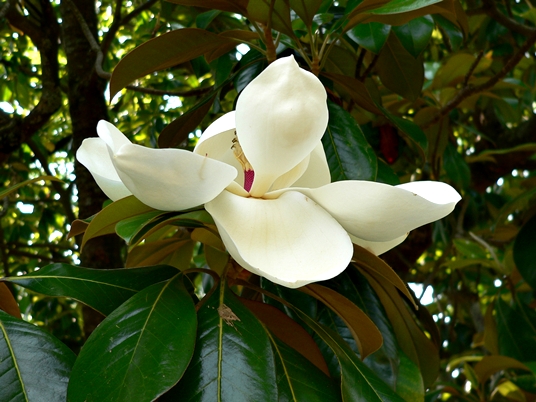 {Magnolia grandiflora}